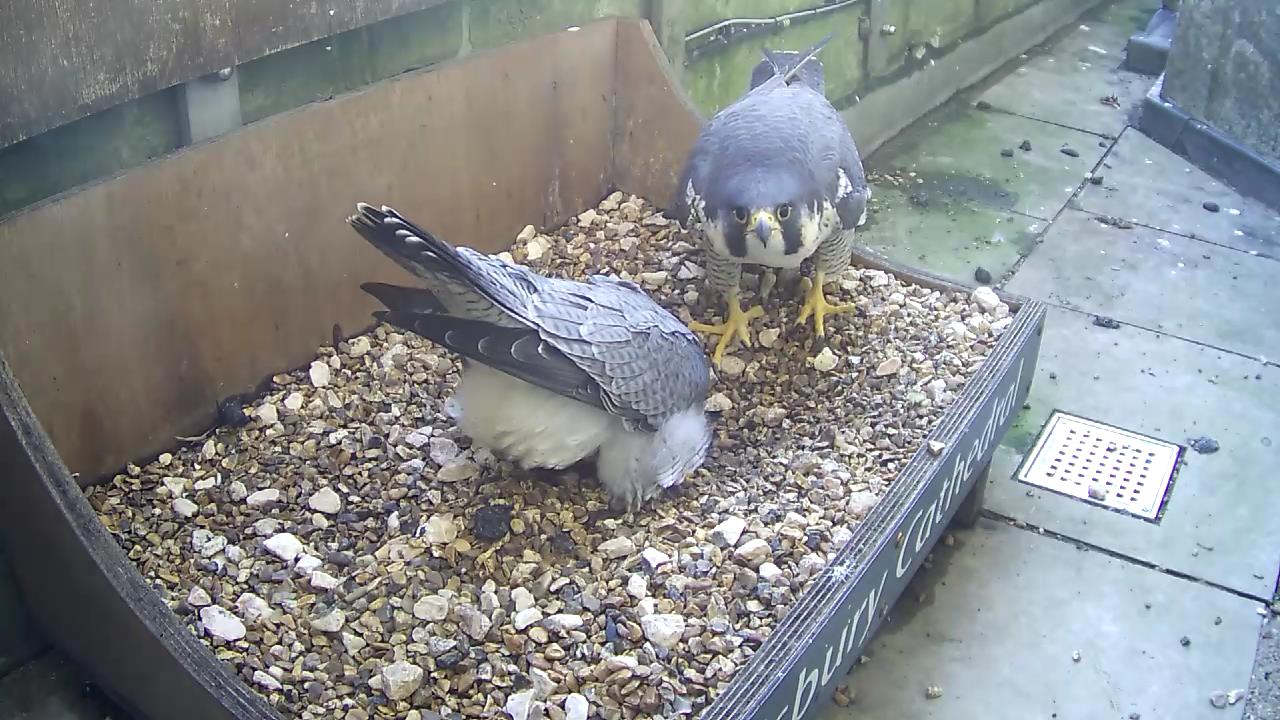 Peregrine Adults 2022 2