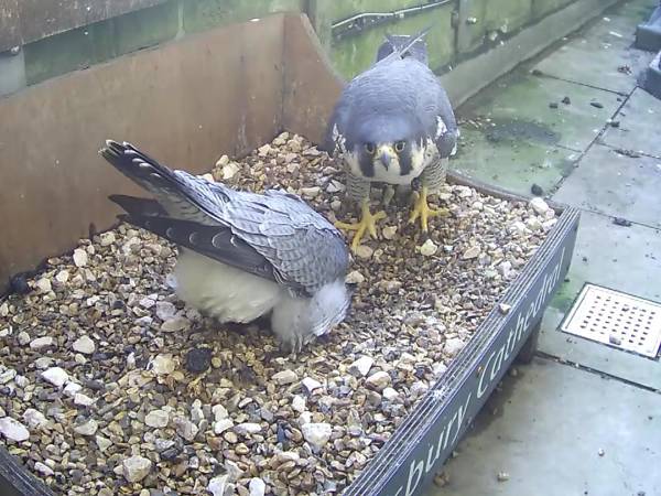 Peregrine Adults 2022 2