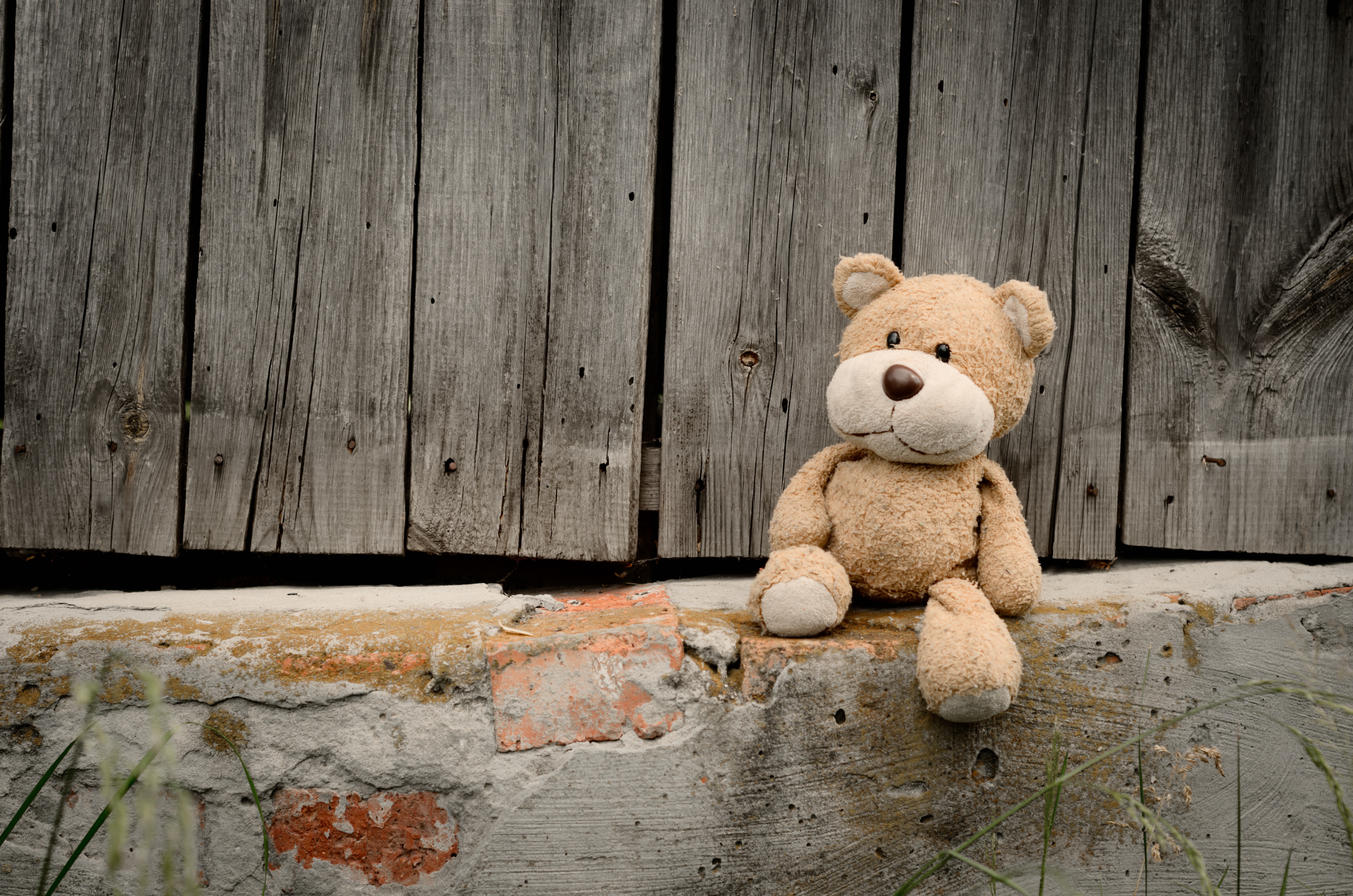 Teddy Bear On A Wall