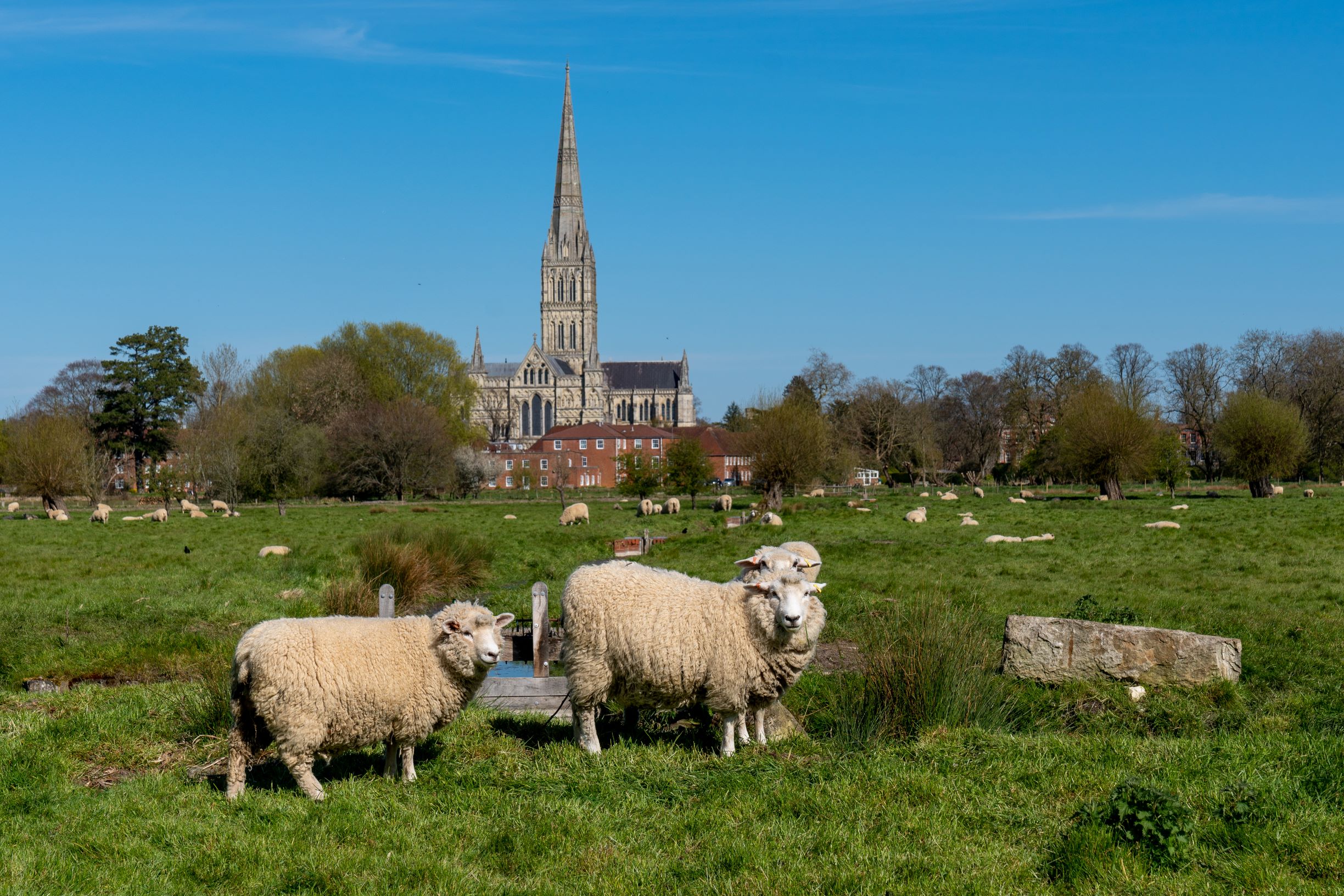 Town Path Salisbury Cathedral Summer Sheep (1)