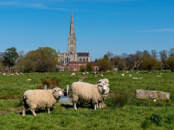 Town Path Salisbury Cathedral Summer Sheep (1)