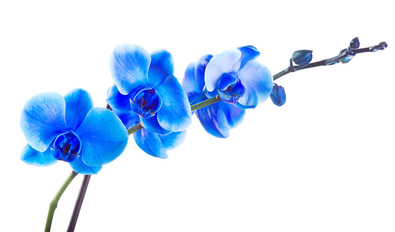 orchid_rehab_main.jpg