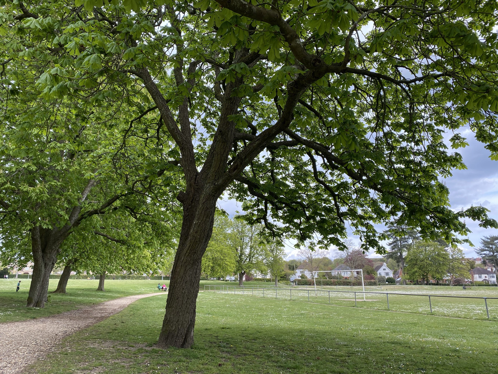 Victoria Park (14)