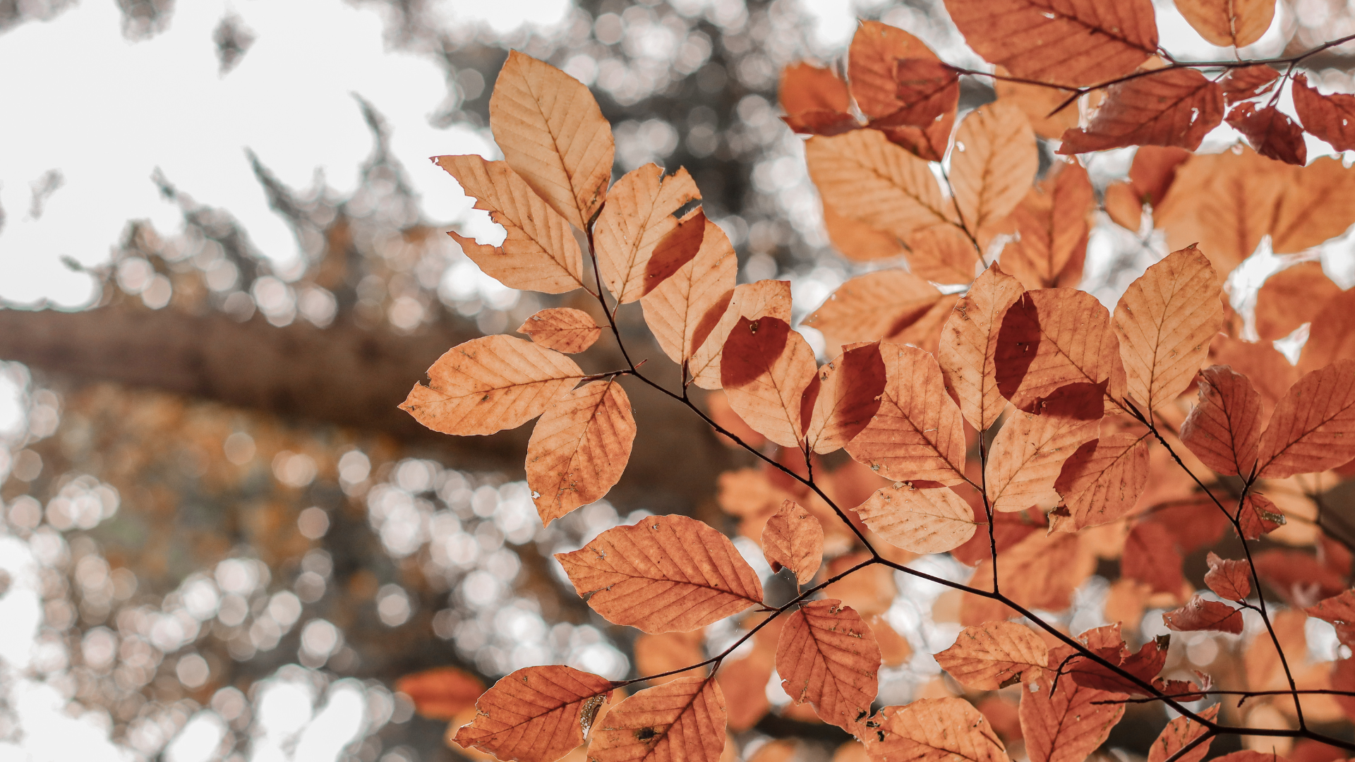 Autumn Leaves